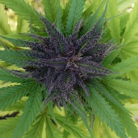 The Upsetter > Humboldt Seed Company